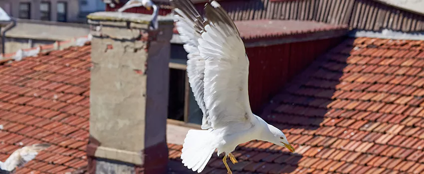 Residential Chimney Animal Removal Solution in Centreville, VA