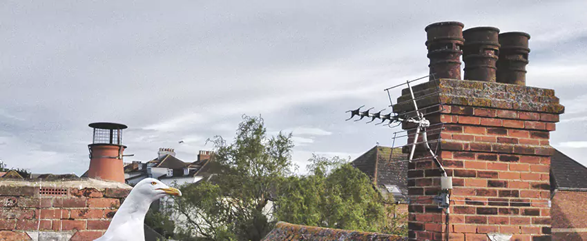 Chimney Cleaning And Restoration in Centreville, Virginia